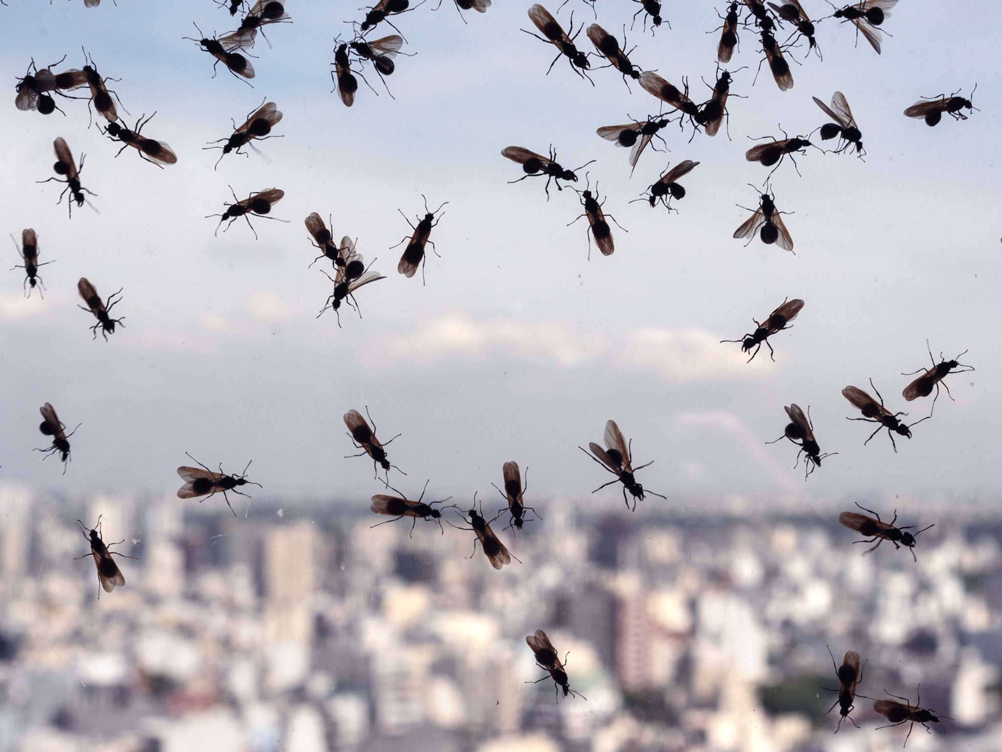 Flying ants could swarm to Wembley for Euro 2020 final