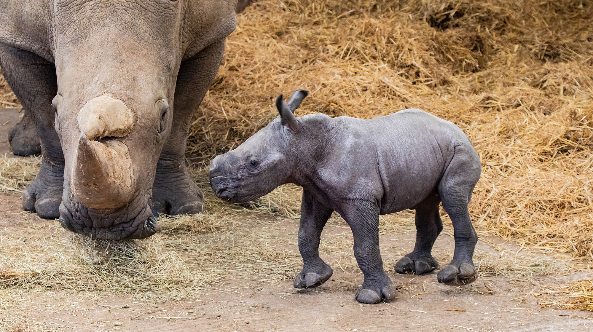 Whipsnade Zoo has welcomed a new rare white rhino!
