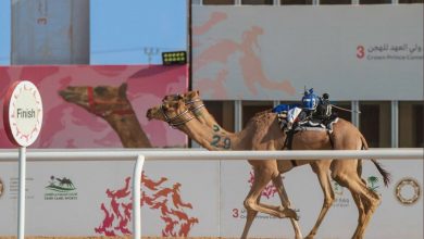 Qatari Camels Excel in Saudi Crown Prince Camel Festival