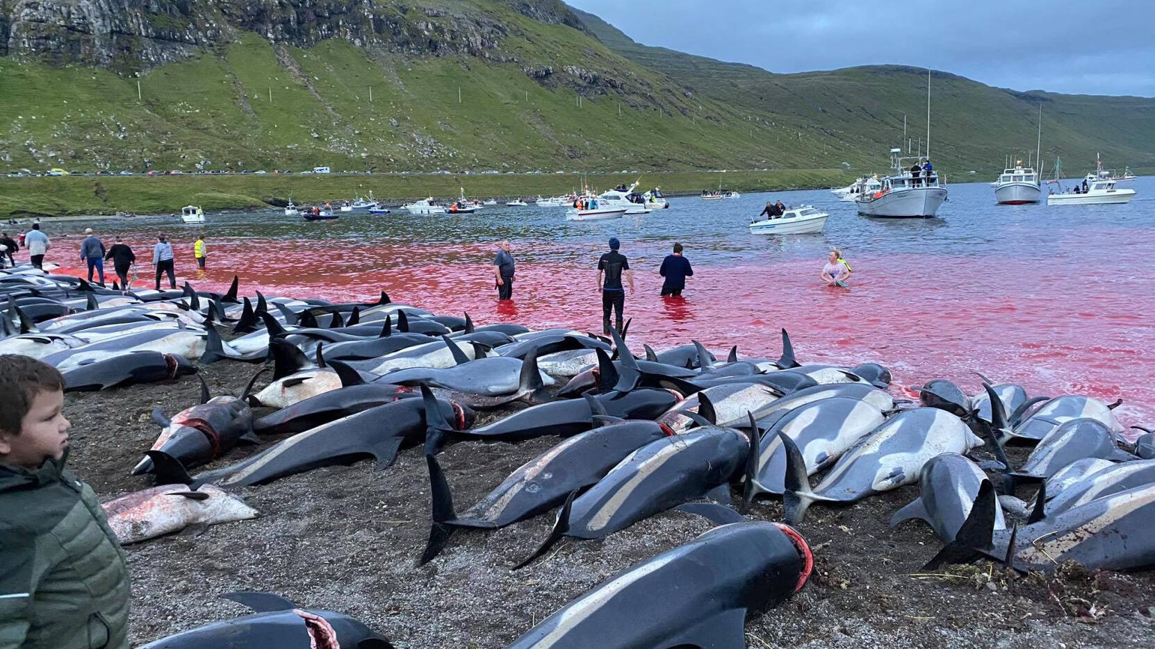 Anger over killing of 1,400 dolphins in one day