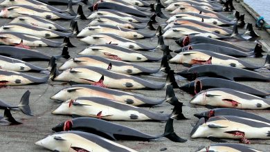 570 whales were killed in Norway