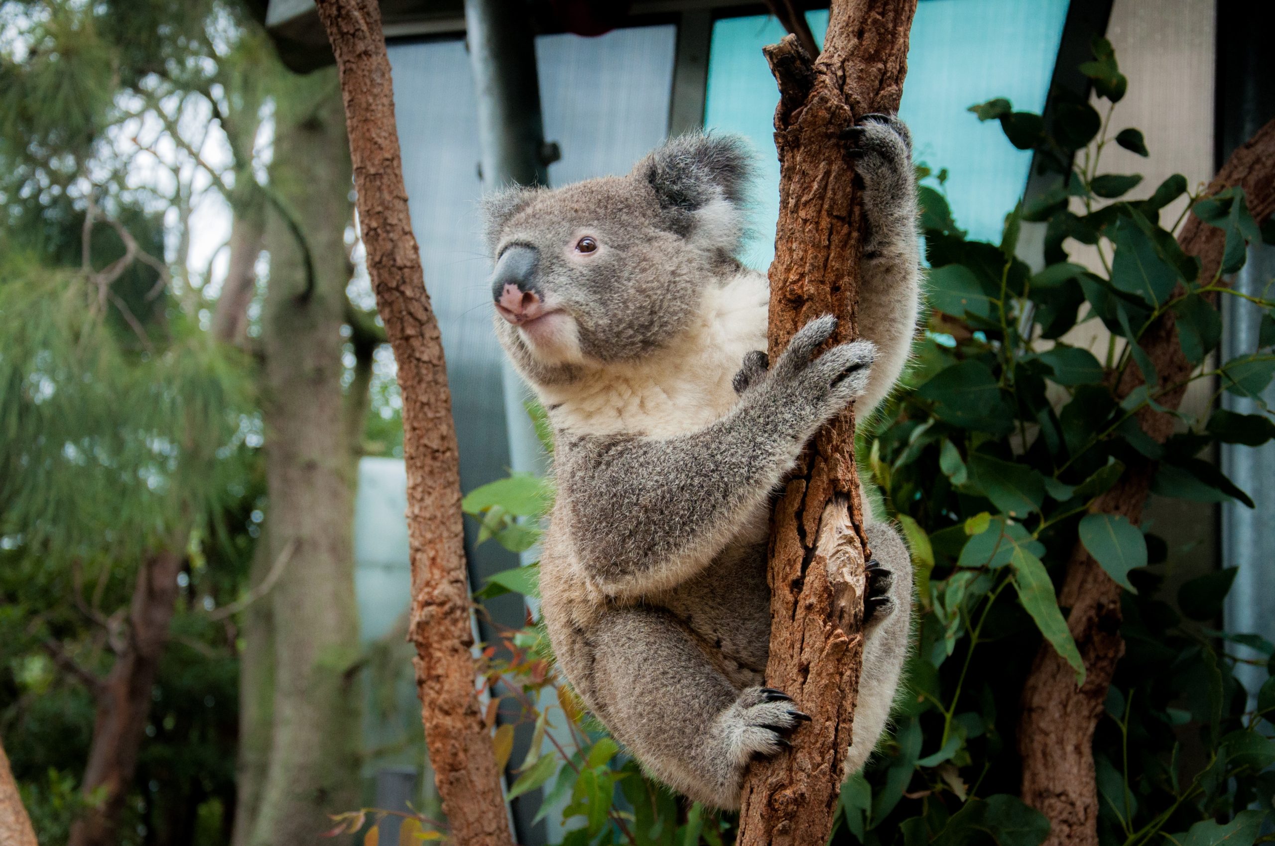 Australia has lost 30% of its koalas