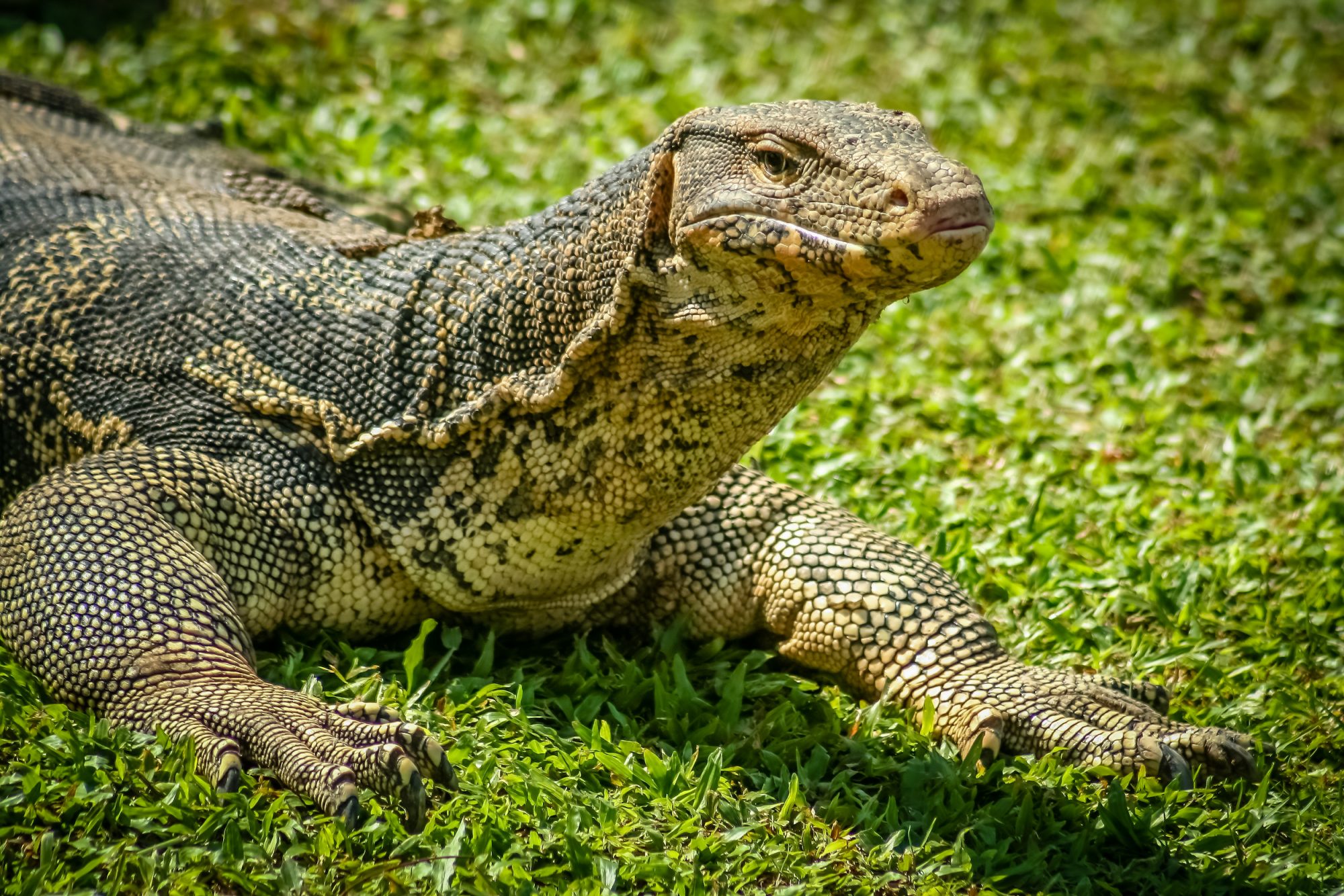 Climate Change Is Threatening Komodo Dragons