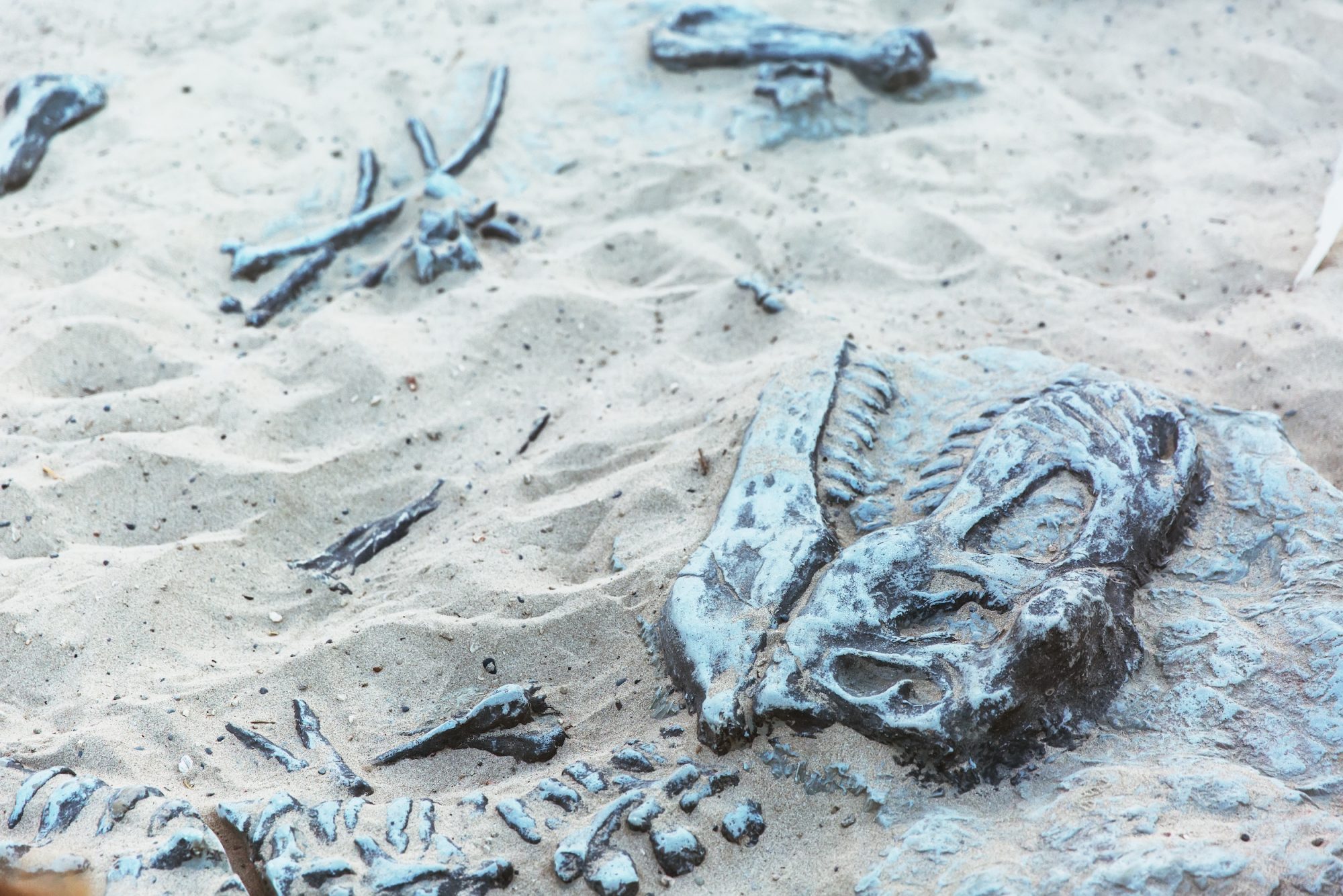 Dinosaur skeleton found by resident in Libyan Sahara