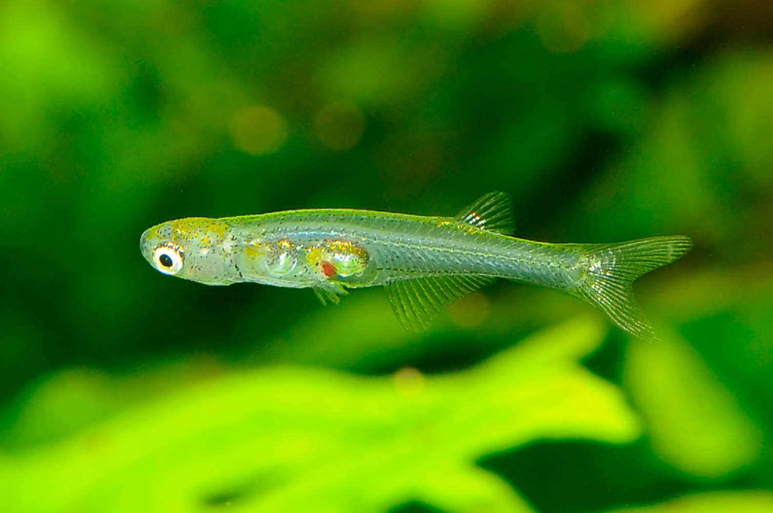 Translucent with a Tiny Brain: New Fish Species