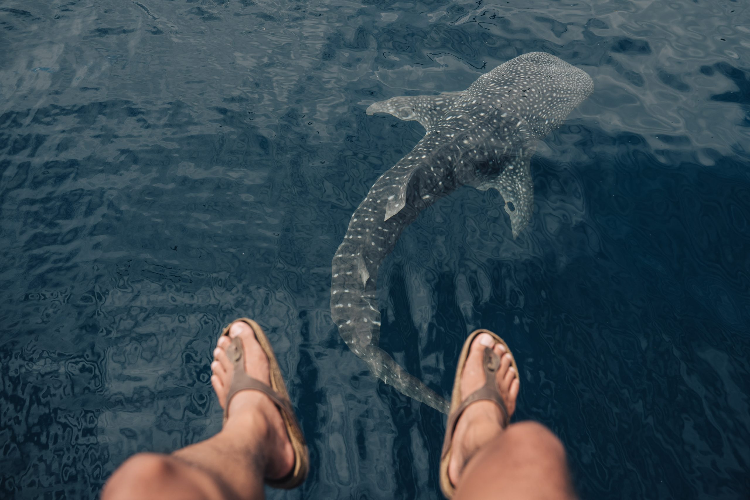 Stunning footage of the world's largest endangered whale shark migrations off the Qatari coast