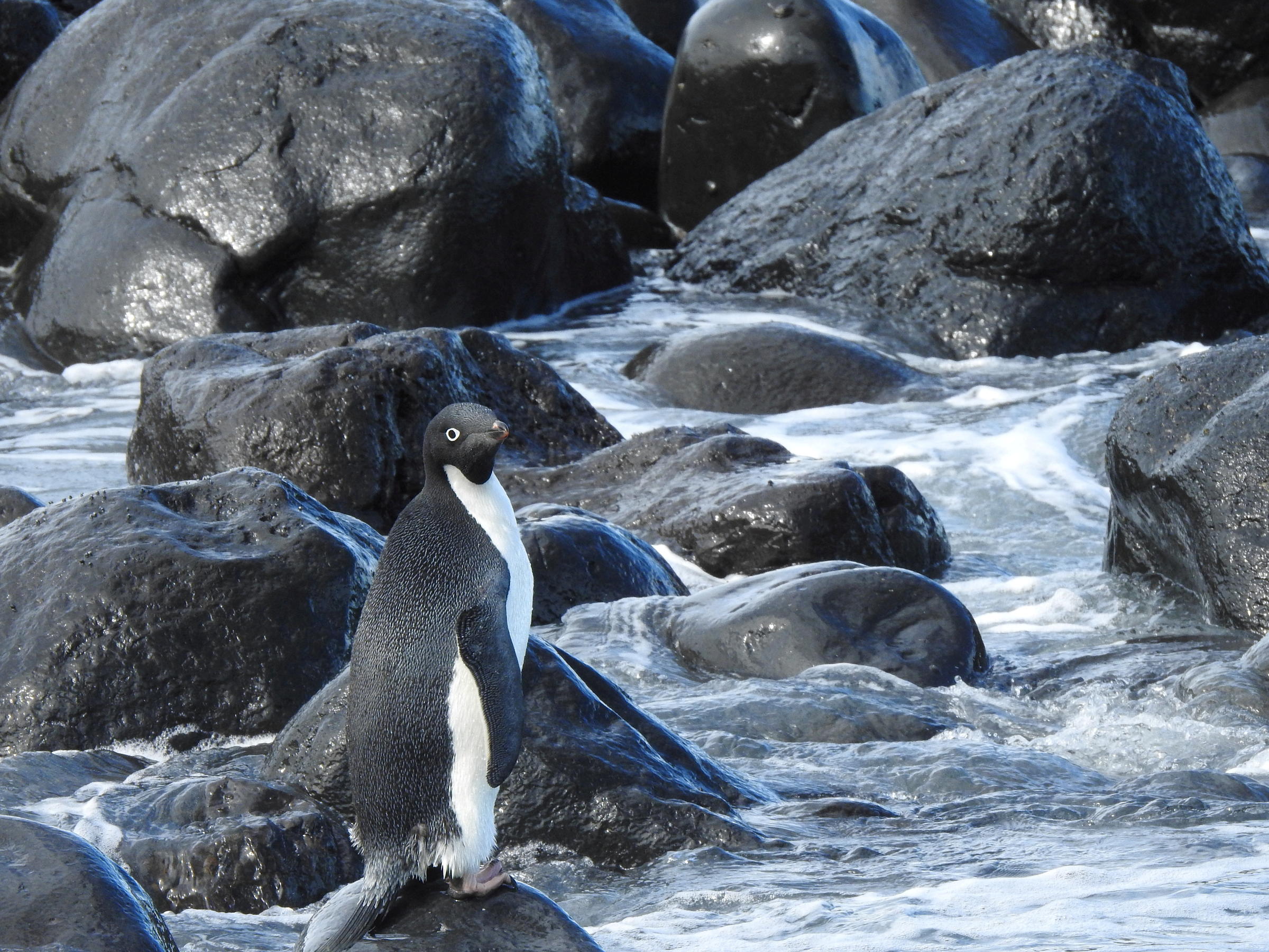 An Antarctic penguin ends up on New Zealand shore, 3,100 miles from home