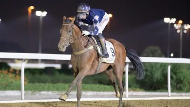 "Nakheel" Win "Al Beshairiya" Cup for Purebred Arabian Horses