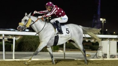 "Sealine" Wins the Doha Cup for Purebred Arabian Horses