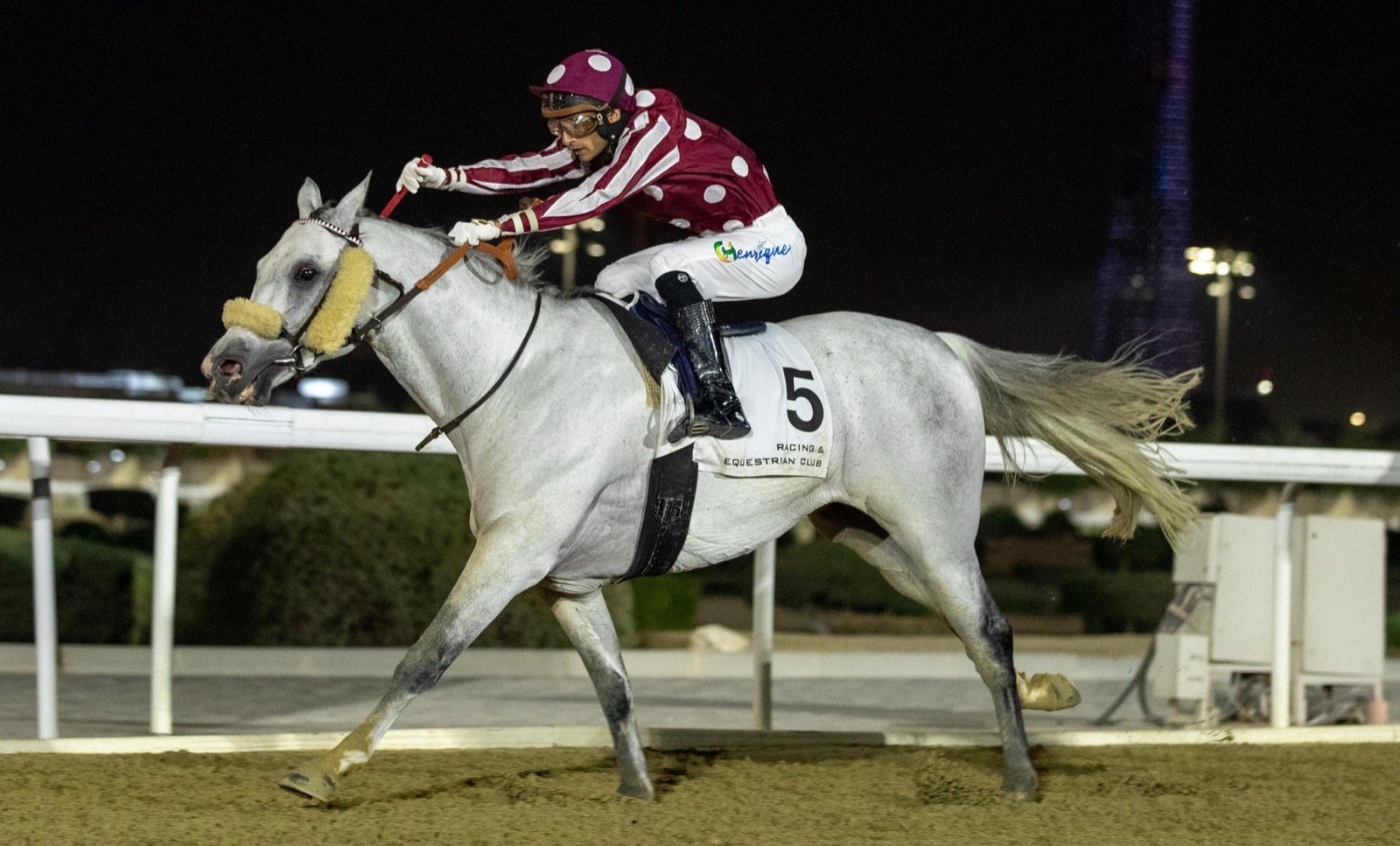 "Sealine" Wins the Doha Cup for Purebred Arabian Horses