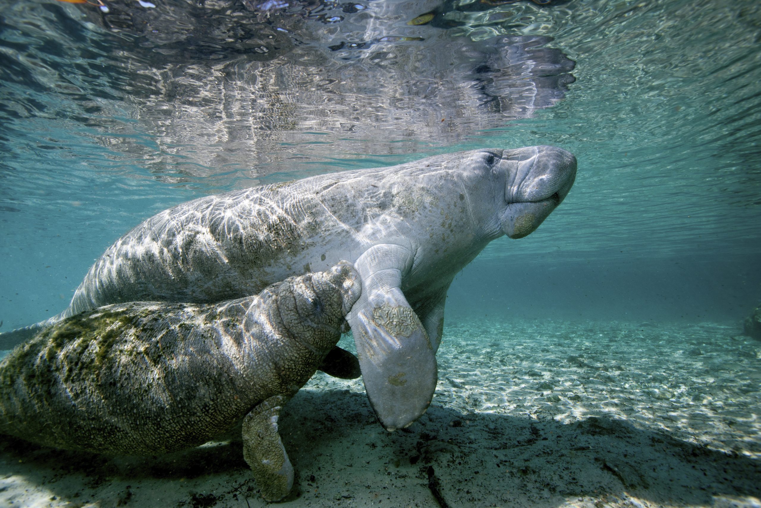 A plan to protect manatees in Qatari Coasts (its second-largest gathering place)