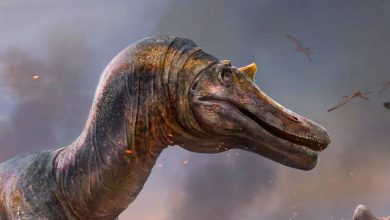 New species of dinosaur with extremely large nose discovered