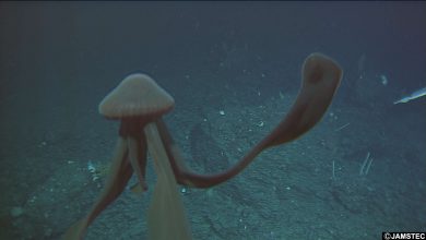 The giant phantom jellyfish filmed roaming the deep sea