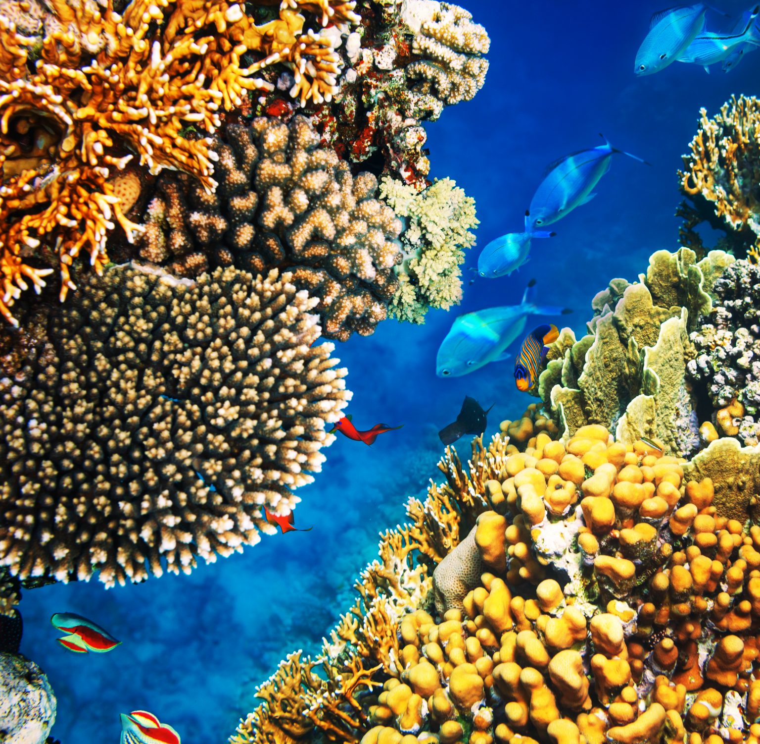 Euronews: Qatar is Saving the coral reefs | What's Goin On Qatar