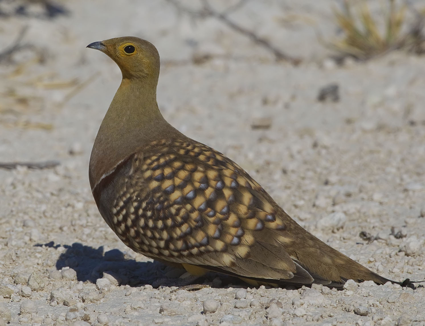 Initiative to release 150 birds postponed due to over-hunting in Qatar mainland