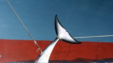Iceland to end whaling in 2024 as demand dwindles