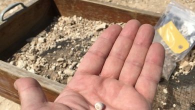 Qatar's Oldest Known Natural Pearl Bead Discovered in Ancient Grave