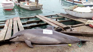 More than 20 dolphins were found dead on a beach in Istanbul