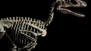 Dinosaur Skeleton Sells for $12 Million at Christie’s