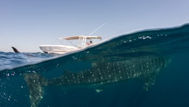 Want to see whale sharks in Qatar? Here's everything you need to know about offers, costs, and reservations