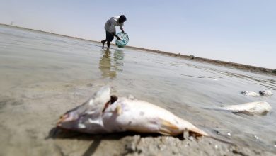 Ministry of Environment Investigates Fish Deaths in Khor Al Adaid