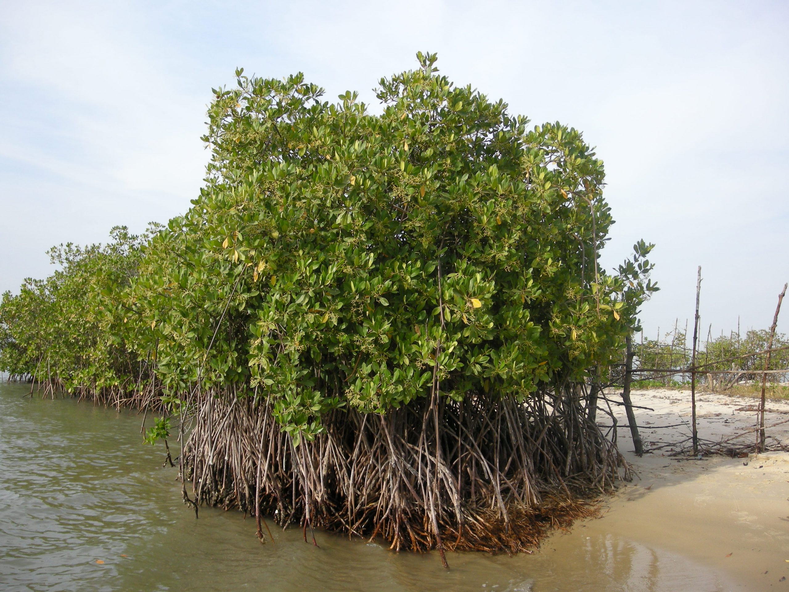Ministry Plants 300 Mangroves in Al-Thakhira Reserve