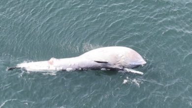 Ministry of Environment Identifies Cause of Death of Whale at Sealine