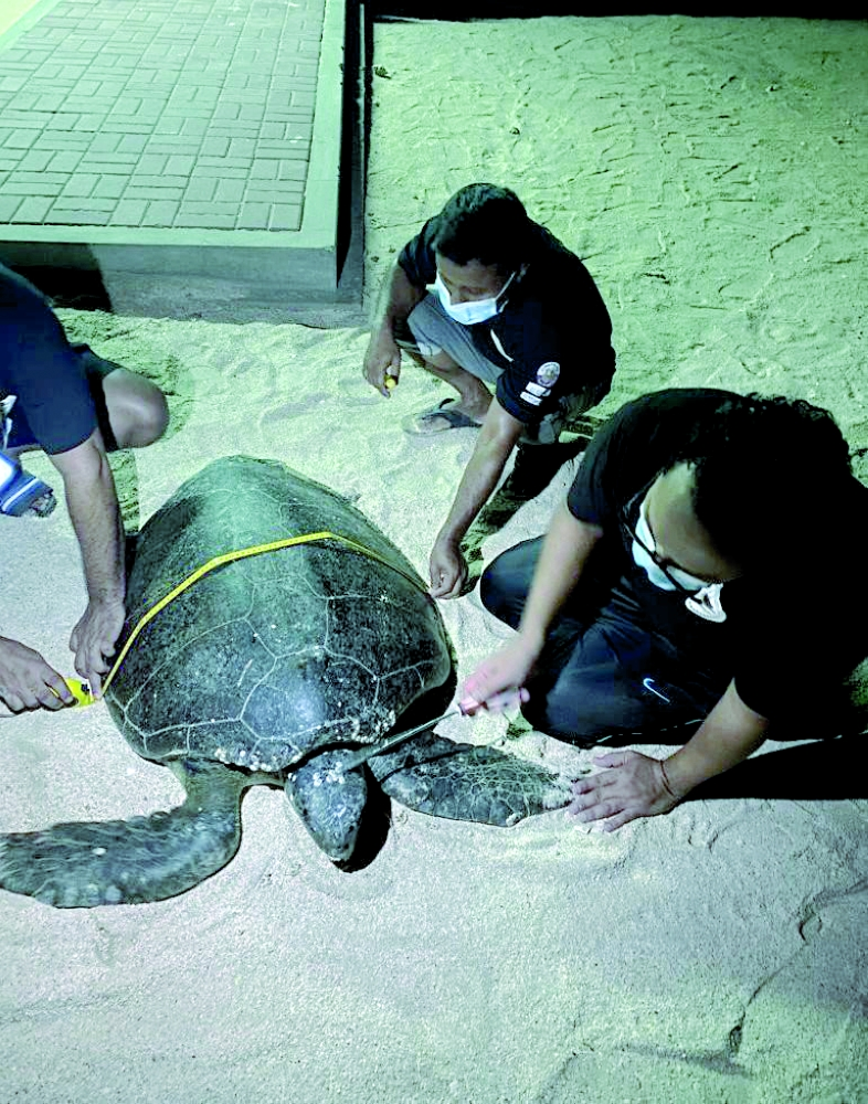 A rare sea turtle treated and released back to sea