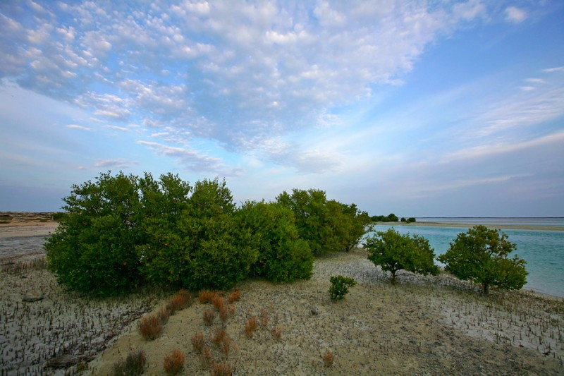 Al Thakhira Reserve is Distinguished by Richness, Diversity of Marine and Botanicals