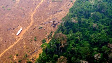 Study Demonstrates that Third of Amazon Rainforest has been Destroyed Due to Human Activities and Drought