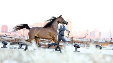 3rd Edition of Katara International Arabian Horse Festival Launches Wednesday