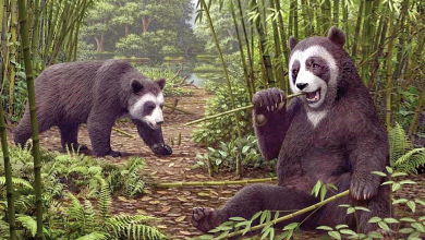 Chinese Scientists Discover Prehistoric Carnivorous Giant Panda