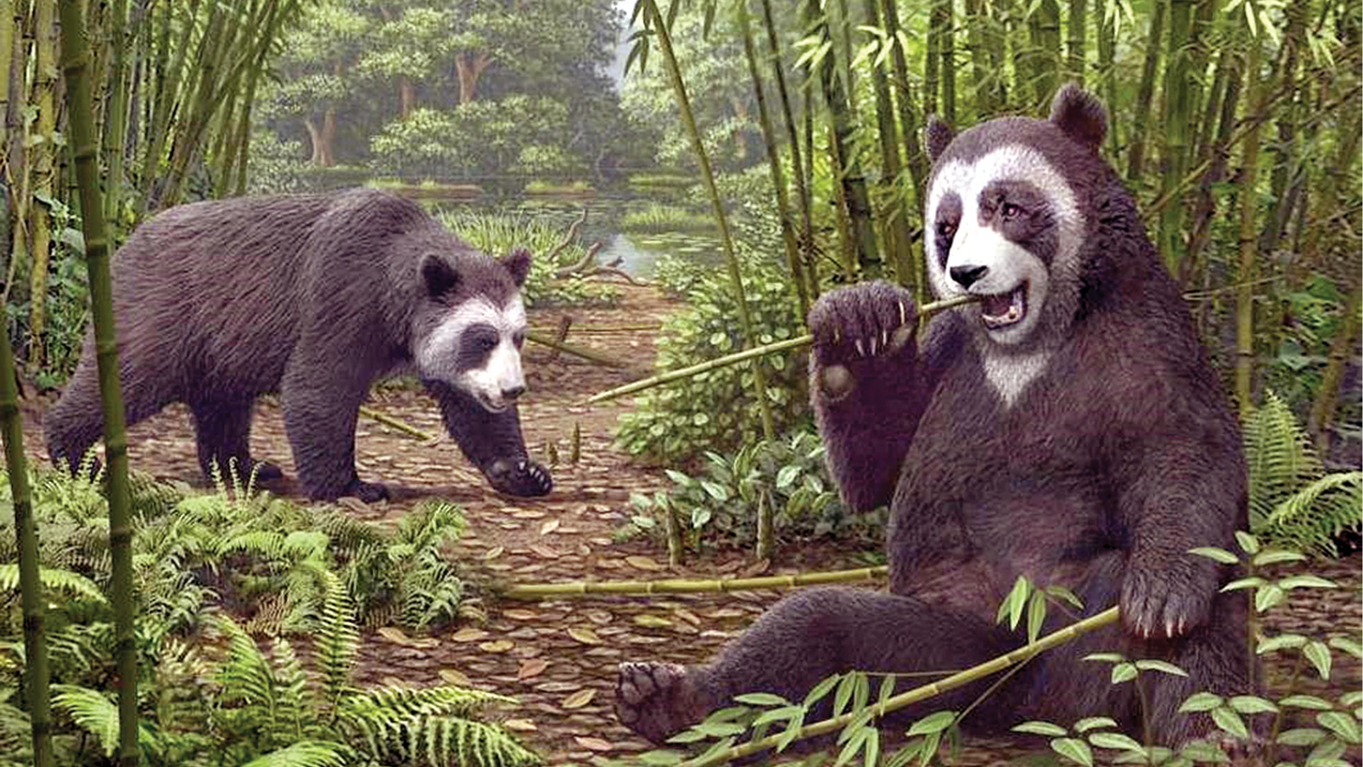 Chinese Scientists Discover Prehistoric Carnivorous Giant Panda