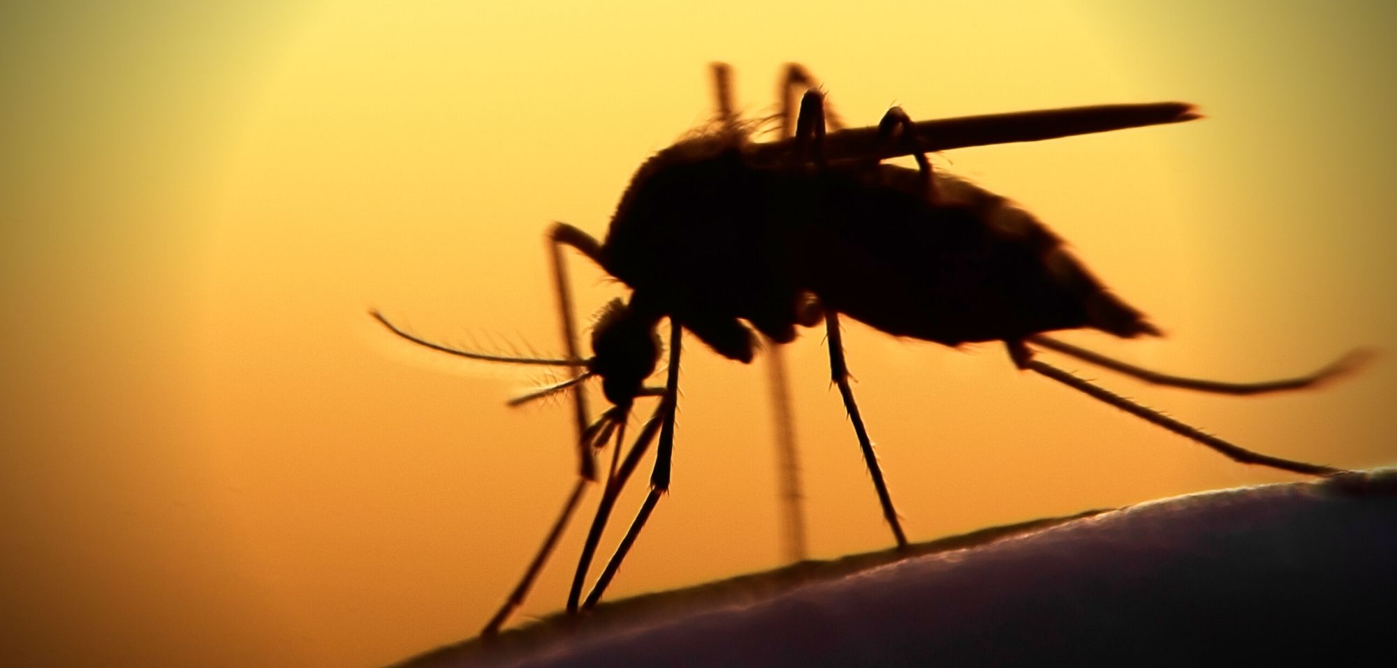 Mosquito Saliva Can Actually Suppress Our Immune System, Study Finds
