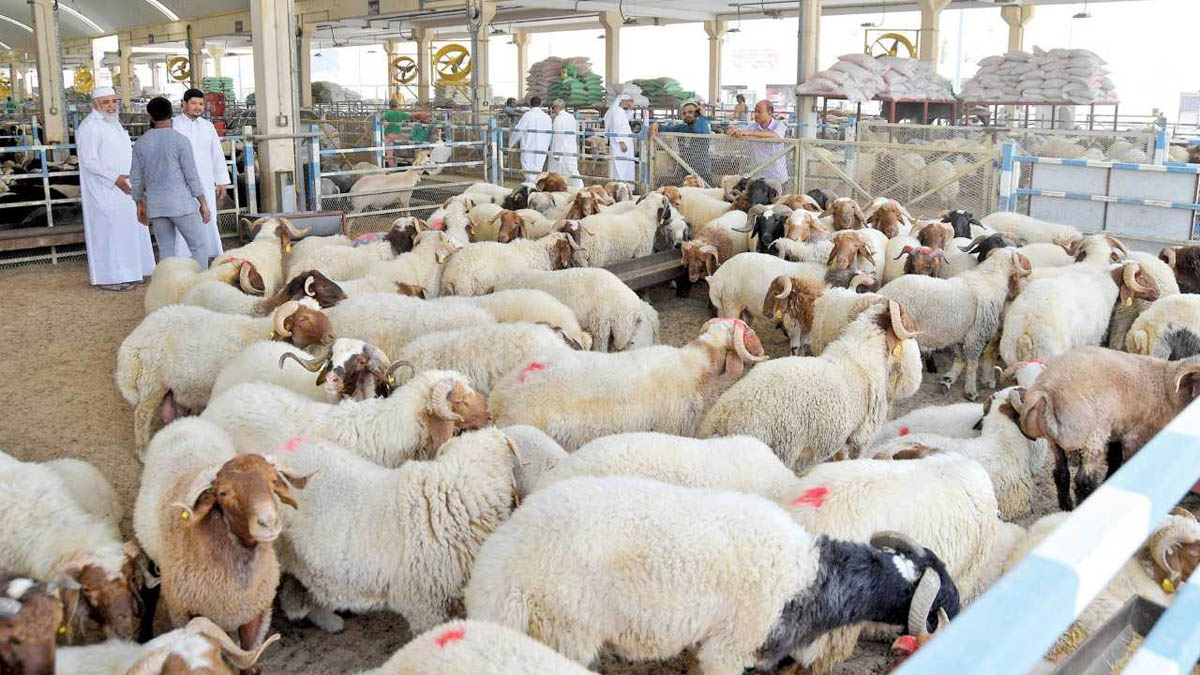 Ministry of Commerce and Industry Unveils Initiative to Subsidize Sheep Prices