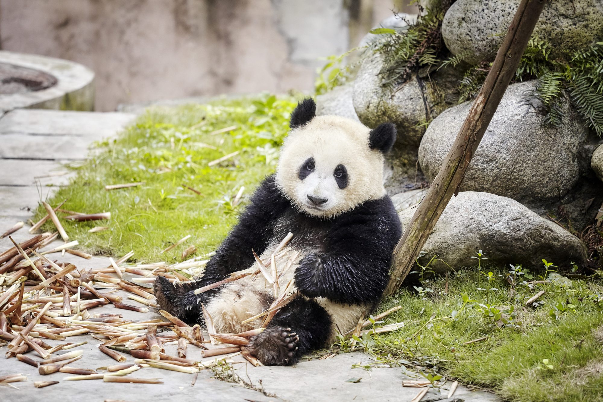 120,000 Visitors to Panda Park