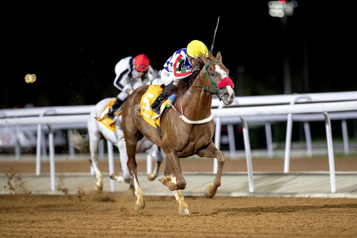 Qatar Equestrian Tour: 2023-2024 Season Kickoff