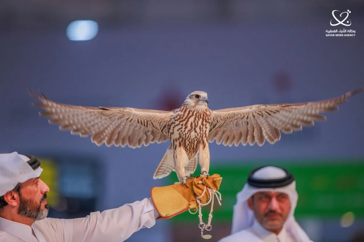 Katara International Hunting & Falcons Exhibition (S'hail 2024)