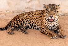 Qatar Welcomes Two Jaguars from Guyana to Al Khor Family Park Zoo