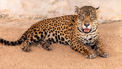 Qatar Welcomes Two Jaguars from Guyana to Al Khor Family Park Zoo