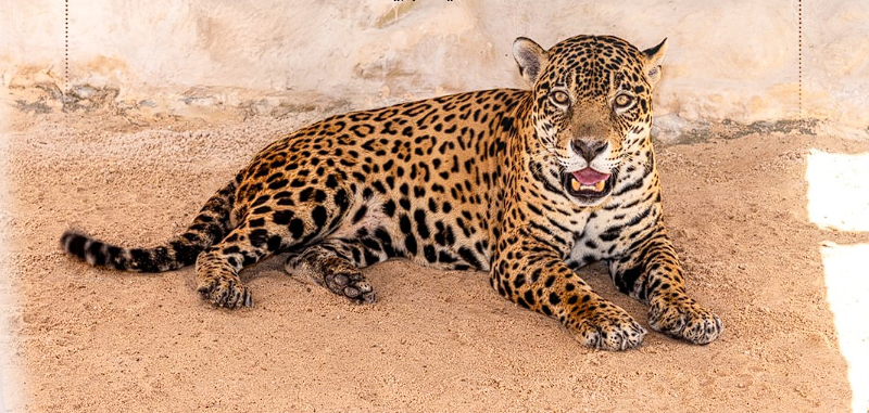 Qatar Welcomes Two Jaguars from Guyana to Al Khor Family Park Zoo