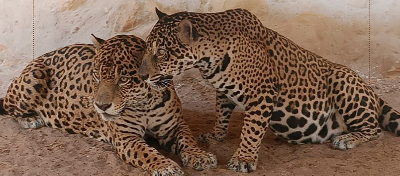 Qatar Welcomes Two Jaguars from Guyana to Al Khor Family Park Zoo